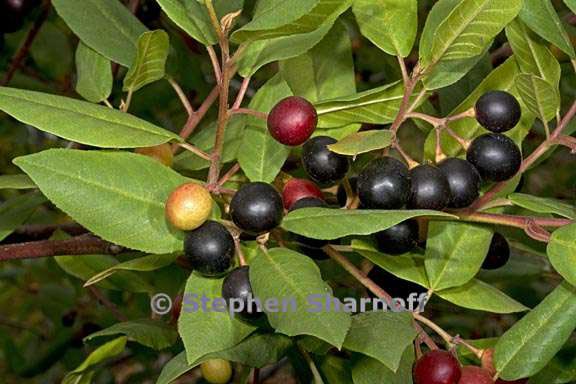 frangula rubra fruit graphic